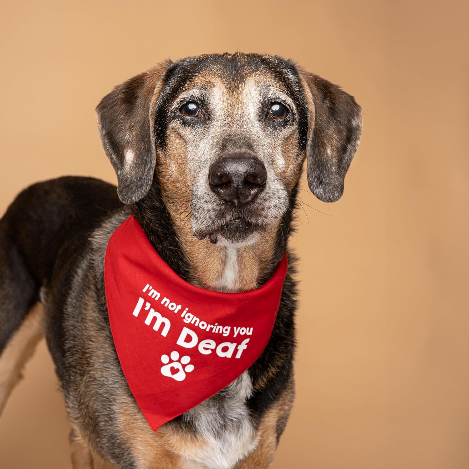 I'M Not Ignoring You I'M Deaf Dog Bandana | 100% Adjustable Cotton Triangle | Made in USA | Deaf | Impaired | Hearing Loss Accessory | Warning (Hot Pink, XS 351)